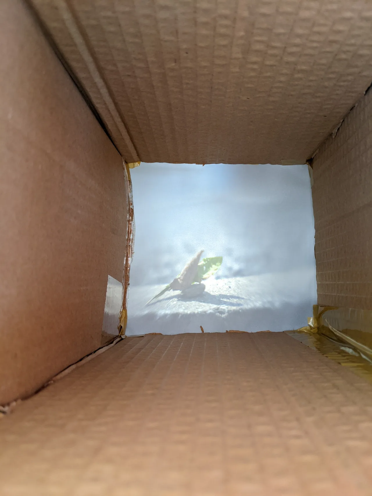 Looking through the cardboard camera obscura toward its projection screen