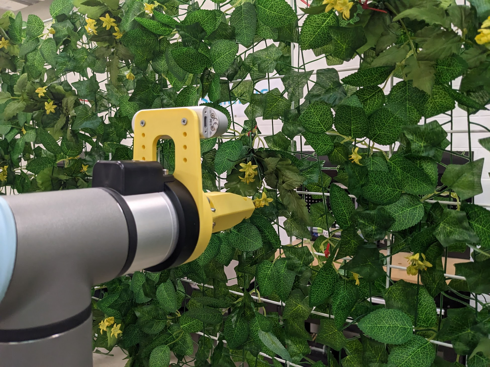 Close-up of pollinator in action